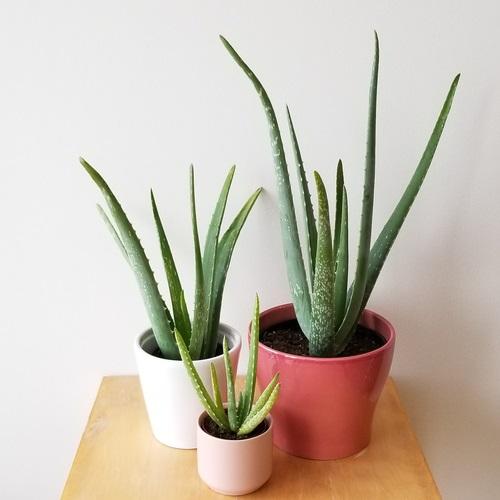 Aloe-Vera-best-plant-for-indoor-and-air-pure