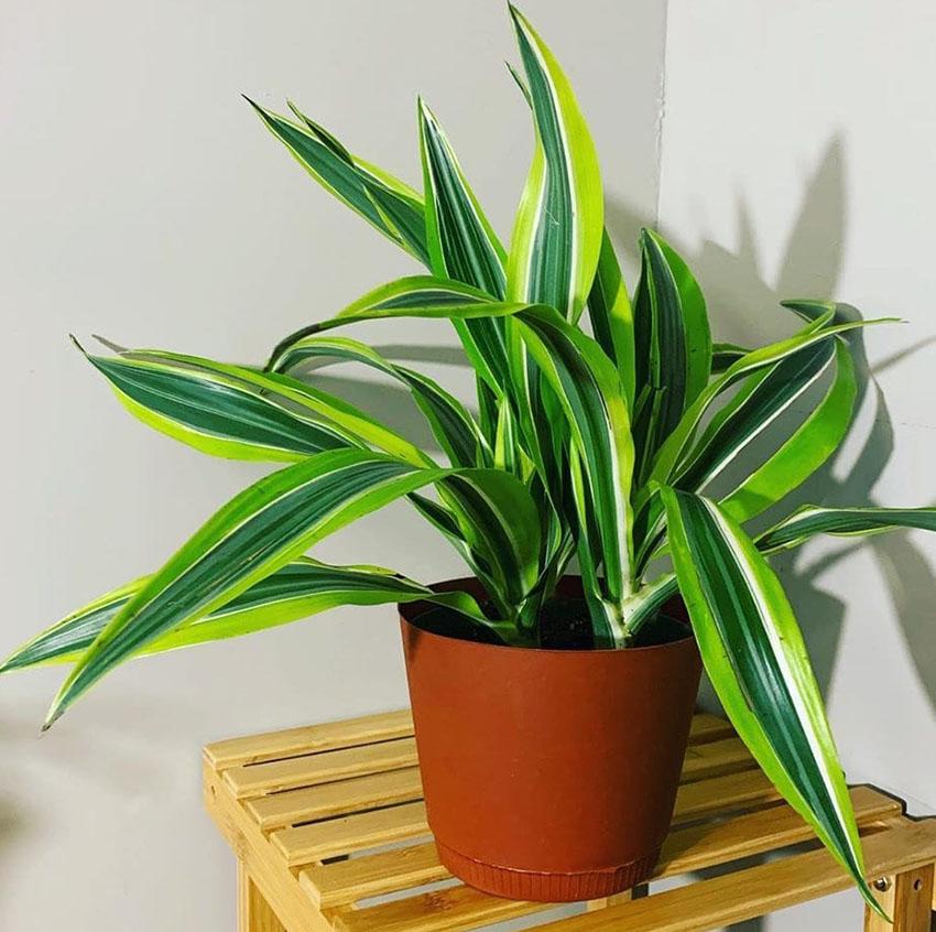 Dracaena Plant - best plant for indoor 2023